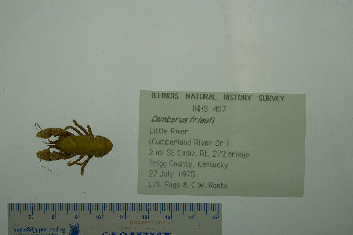 Cambarus friaufi image